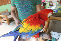        scarlet macaw close fullbody
  - Costa Rica