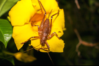        Grasshoper On Flower Las Caletas Night Hike
  - Costa Rica