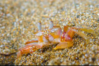        Crab On Sand Looking At The Camera
  - Costa Rica