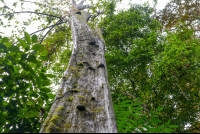        Tall Tree At Sirena Ranger Station
  - Costa Rica