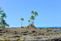        Palm Trees On Rocks Hike From Sirena To La Leona Ranger Station Corcovado National Park
  - Costa Rica