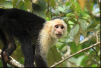        evergreen lodge capuchin 
  - Costa Rica