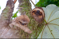        sloths on cecropia tree manuel antonio 
  - Costa Rica