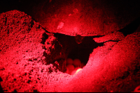        closeup turtle egg hole camaronal 
  - Costa Rica