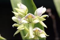        monteverde orchid garden white orchid 
  - Costa Rica