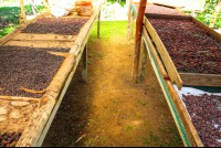        Cacao Seeds On Drying Rooms Finca Kobo Chocolate Tour
  - Costa Rica