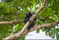        Howler Monkey On Tree Top
  - Costa Rica