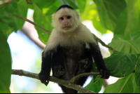        cahuita national park attraction page capuchin 
  - Costa Rica