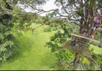        People Walking On A Tree Platform Blue River Zipline
  - Costa Rica