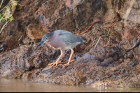        Gray Young Bird On Tacoles Riverbank
  - Costa Rica