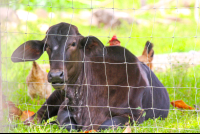        Veal Behind A Fence Sierpe Mangler
  - Costa Rica