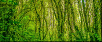        Santa Elena Reserve Monteverde Front Page
  - Costa Rica