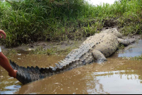        crocodile safari tour osama 
  - Costa Rica