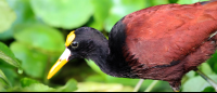        tortuguero national park attraction northern jacana 
  - Costa Rica