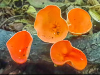        Orange Mushrooms Cabo Blanco Reserve
  - Costa Rica