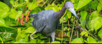        tortuguero national park attraction blue heron 
  - Costa Rica