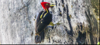        Woodpecker Stairing At The Camera
  - Costa Rica
