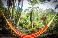        Hammock At Reception Encanta La Vida Matapalo Costa Rica
  - Costa Rica