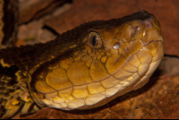        Fer De Lance Viper Face
  - Costa Rica