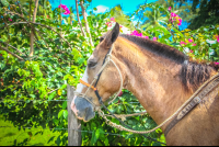        Horse Close Up Rancho Tropical Matapalo
  - Costa Rica