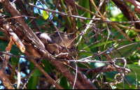        manglar isla mangrove kayak boa constrictor 
  - Costa Rica