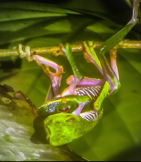        red eye green tree frog mating la leona nightwalk costa rica 
  - Costa Rica
