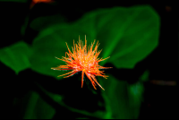        Orange Flower On Los Patos Trail
  - Costa Rica
