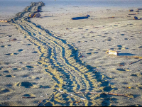        Turtle Tracks Towards The Ocean At Piro Beach
  - Costa Rica