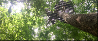        looking up at rappel wingnuts 
  - Costa Rica