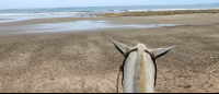        Horse Ears Facing The Ocean At Ario Beach
  - Costa Rica