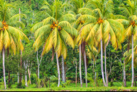        Coconut Tree Row Sierpe Mangler
  - Costa Rica