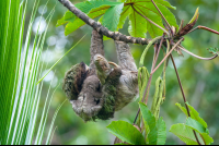        Sloth With Baby Sloth Puerto Viejo Limon
  - Costa Rica