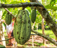        Cacao Fruit Attached To Tree Finca Kobo Chocolate Tour
  - Costa Rica