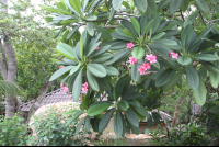        pink flowers tree yogavillage 
  - Costa Rica