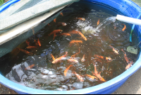        tilapia aquaponics tierrayfuego 
  - Costa Rica