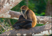        Lone Spider Monkey On Tree Branch
  - Costa Rica