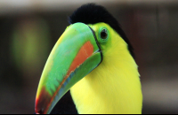        Jaguar Rescue Center Keel Bill Toucan
  - Costa Rica