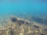        group of moorish idol fish 
  - Costa Rica