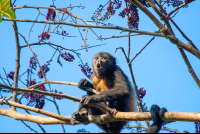        Howling Howler Monkey Howling
  - Costa Rica