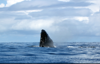        cano island reserve breach 
  - Costa Rica