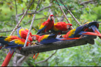        birds eating fruit
  - Costa Rica