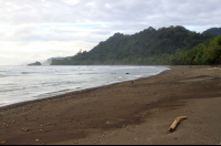        dominicalito attraction stick 
  - Costa Rica
