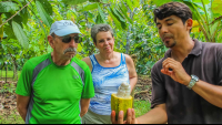        Open Cacao Fruit Finca Kobo Chocolate Tour
  - Costa Rica