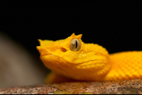        Pitviper Snake At Cahuita National Park  Edit
  - Costa Rica