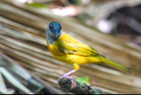        Yellow Bird Getting Ready To Eat Ants
  - Costa Rica