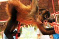        Jaguar Rescue Center Spider Monkey
  - Costa Rica