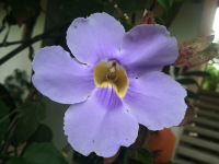        purple flower sol samara 
  - Costa Rica