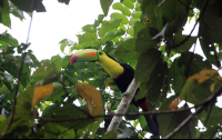        anhinga lodge keel billed toucan 
  - Costa Rica