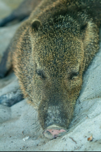        Collared Peccary Sleeping Tortuga Island
  - Costa Rica