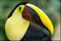        Toucan Waterfallgardens
  - Costa Rica